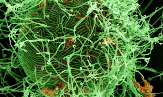 為蟲害疫苗打造“超級粘合劑”，SpyBiotech獲GV和牛津400萬美元投資
